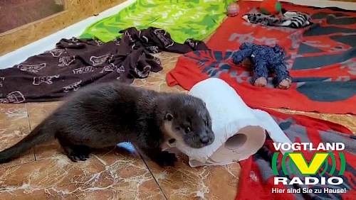 04.09.2025 - Otter zugelaufen